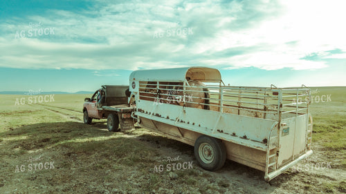 Pickup Truck and Horse Trailer 58027