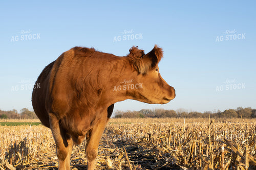 Cow in Cornstalks 50005