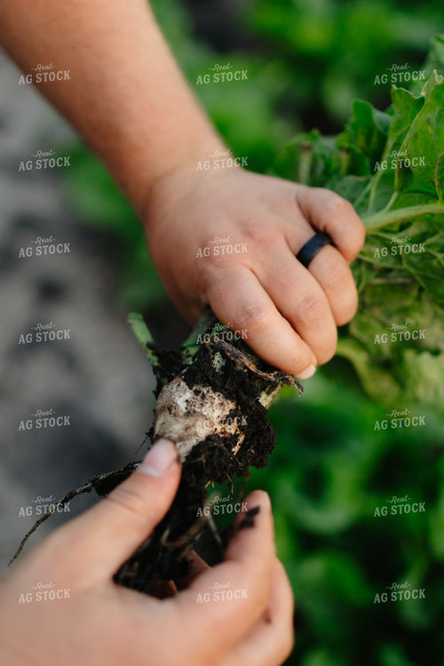 Checking Sugar Beets 204034