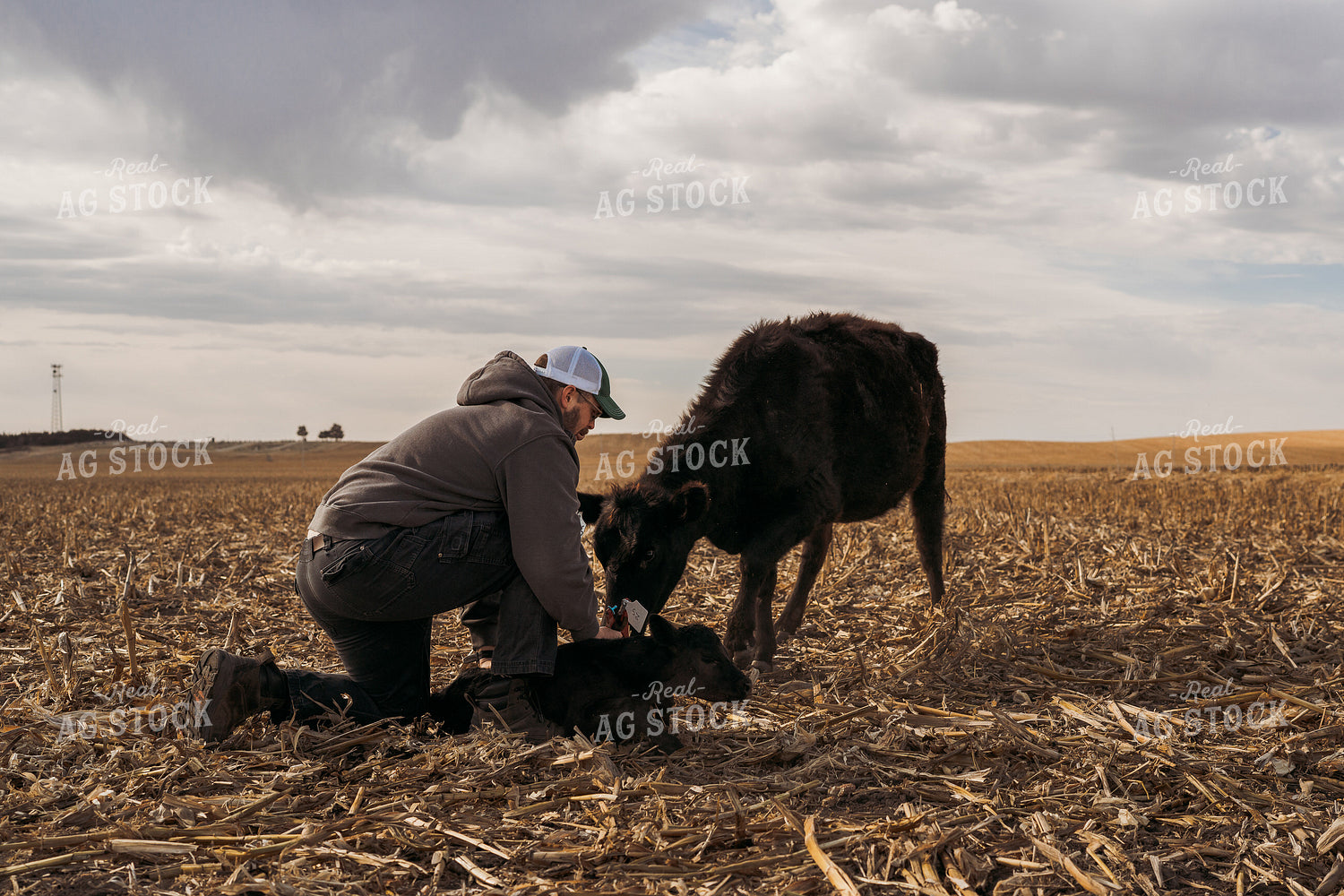 Cattle Producer Tagging Calf 196253