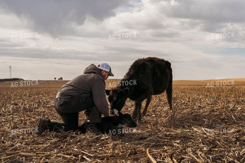 Cattle Producer Tagging Calf 196253