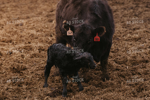 Cow Calf Pair 185198