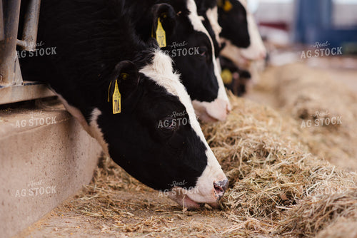 Holstein Cattle Eating 137069