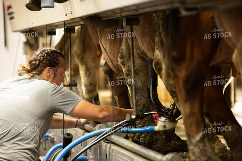 Milking Cows 161098