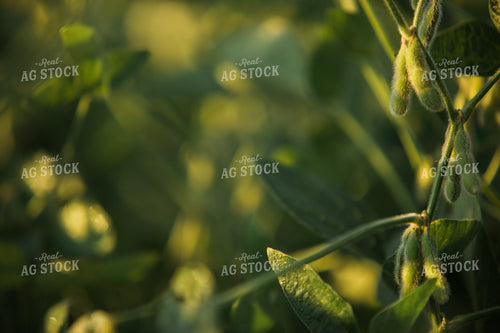Soybean Pods at Sunrise 3280