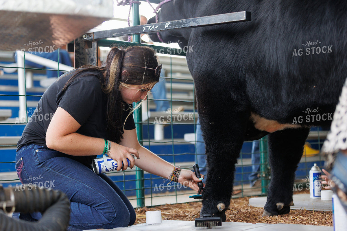 Prepping for Cattle Show 295190