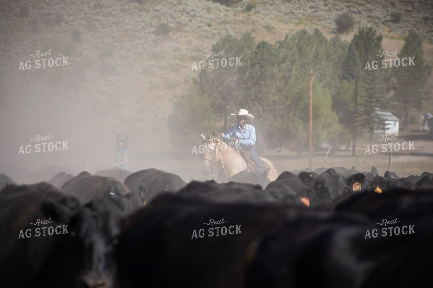 Cattle Drive 117422
