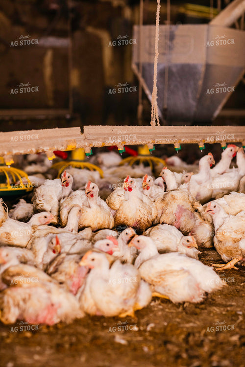 Broiler Chickens in Barn 280034