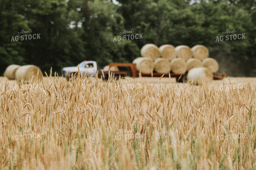 Dried Wheat Field with Baled Hay Loaded onto Trailer in Background 101032