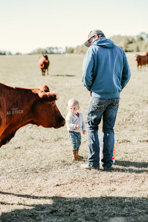 Cow Looking at Farm Kid in Pasture 64169