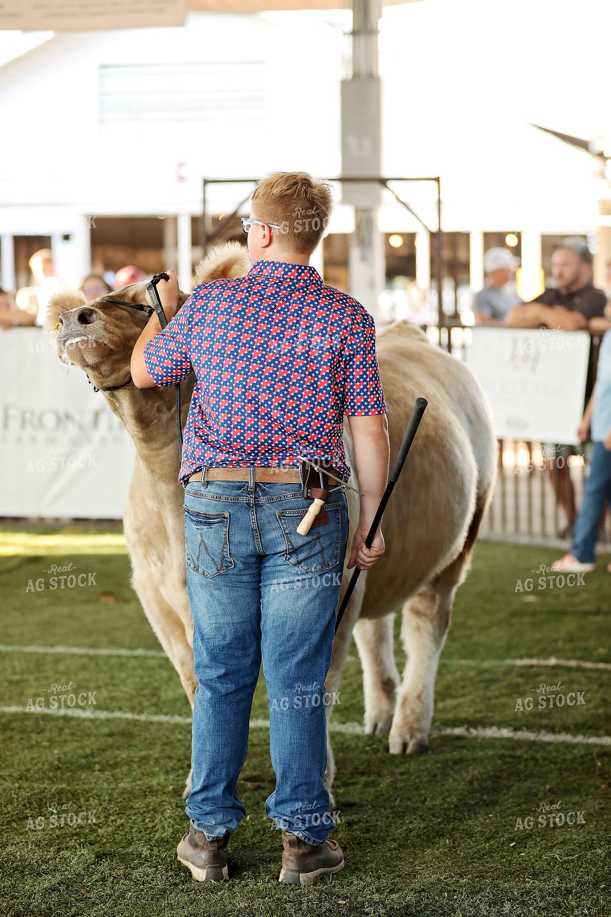 Cattle Show 127134