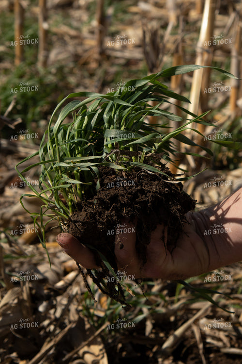 Healthy Soil Under Cover Crops 67202