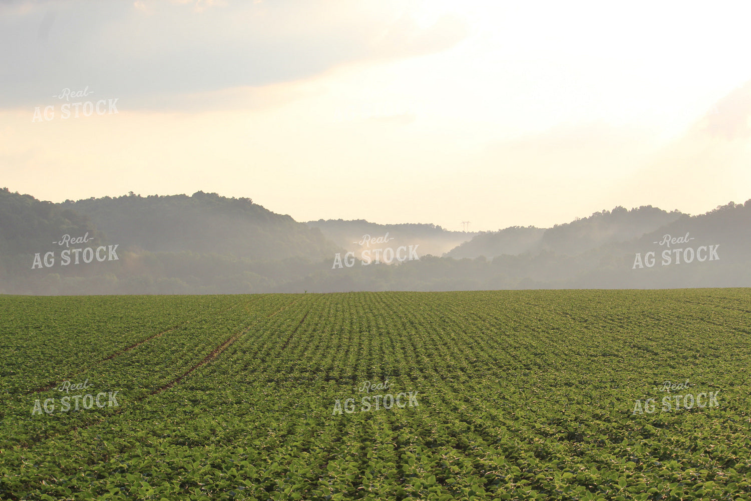 Soybean Field Mid-Season 52027