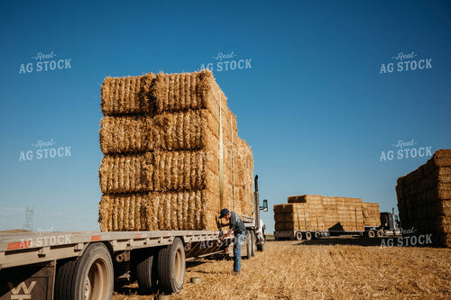 Loading Straw Bales 152196