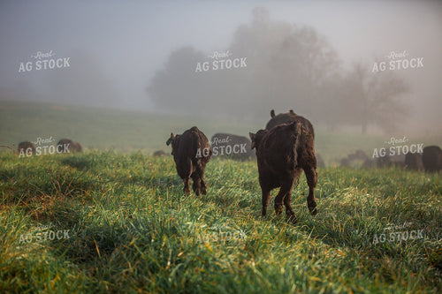 Angus Calves on Foggy Pasture 270430