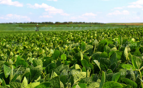 Irrigated Soybean Field 141171