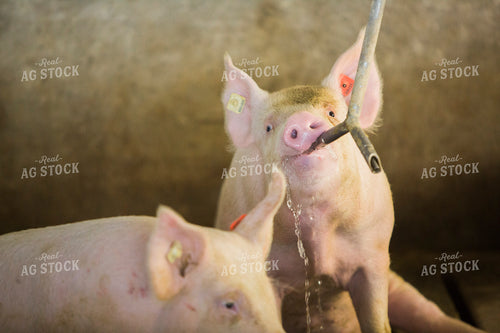 Pigs in Modern Barn Drinking Water 3866