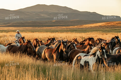 Cowboys Herding Horses 188171