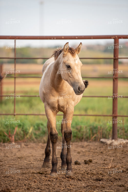 Horse 176014