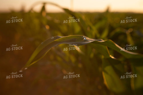 Corn - Mid-Season 1233