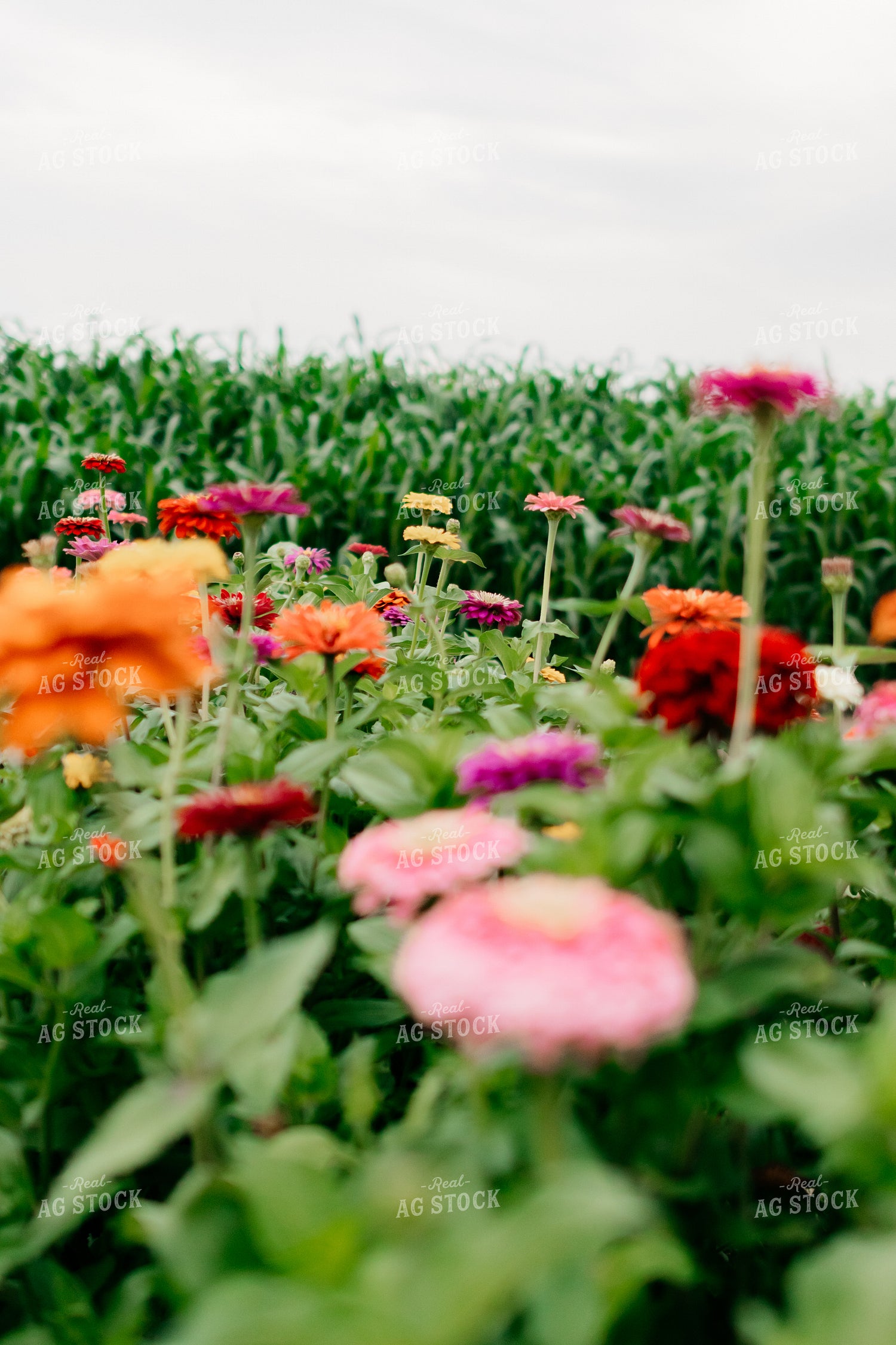 Zinnias 218063