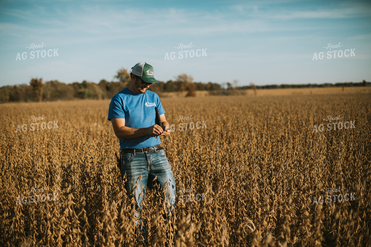 Farmer Examining Soybean Pods 7159
