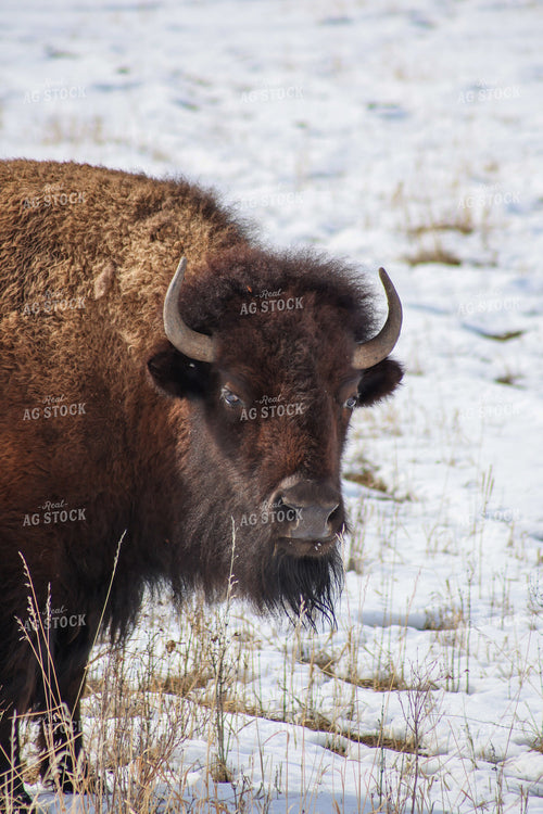 American Bison 261029