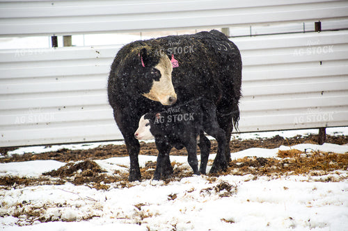 Cow Calf Pair 155478
