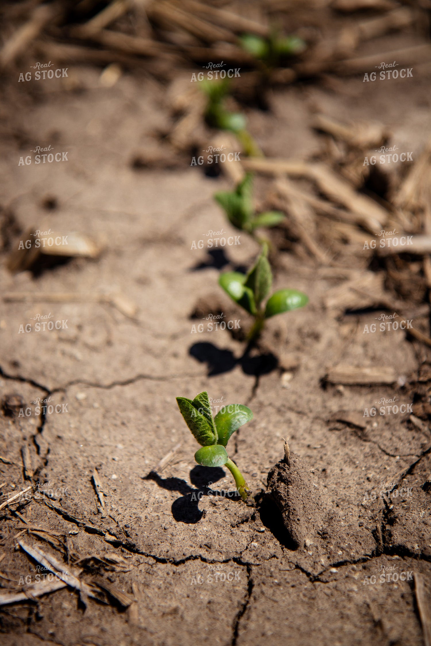 Early Growth Soybeans 67723