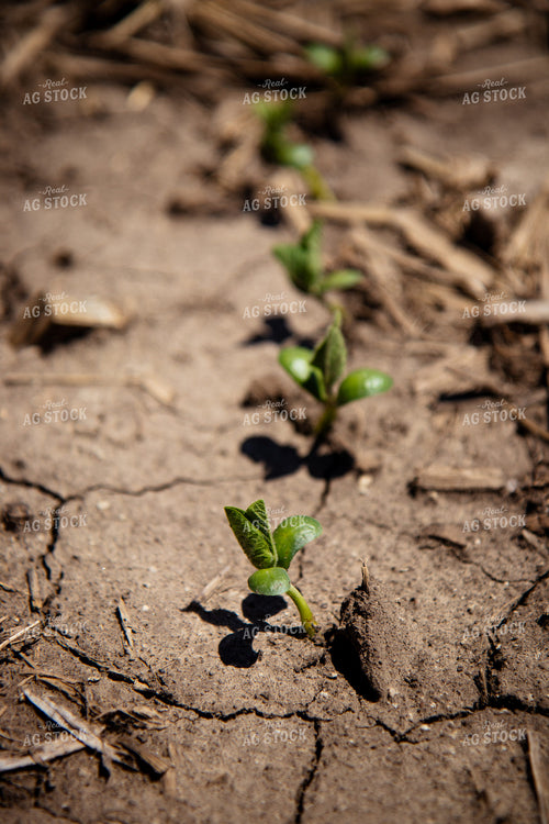 Early Growth Soybeans 67723