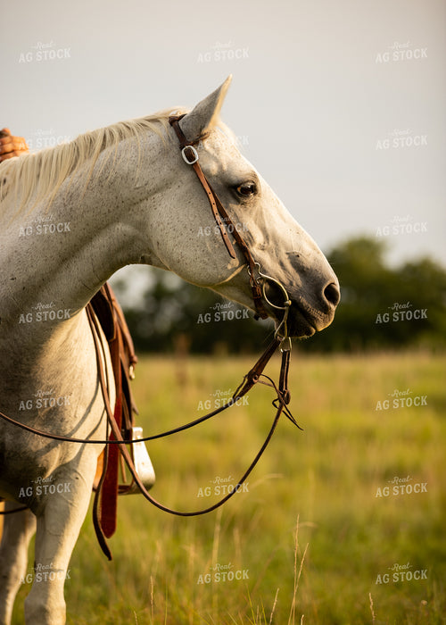 Horse 264020