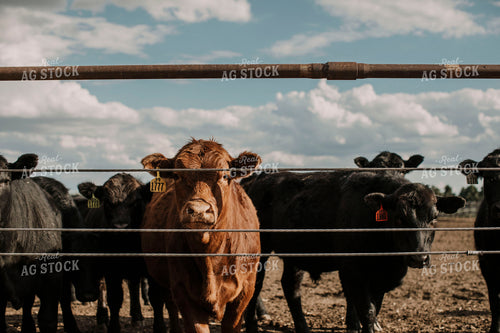 Feedyard 3019