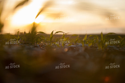 Corn - Early Growth 1170