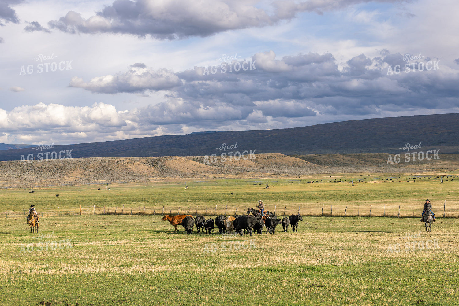 Cowboys and Cowgirl Herding Cattle 290003