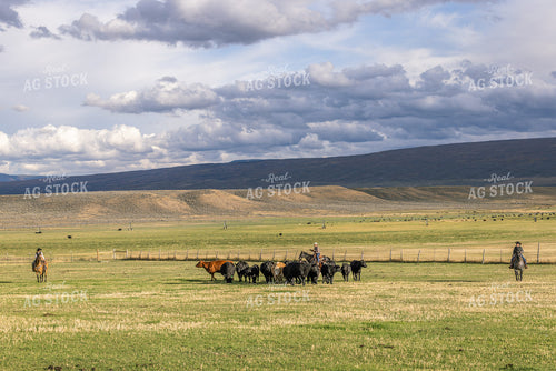 Cowboys and Cowgirl Herding Cattle 290003
