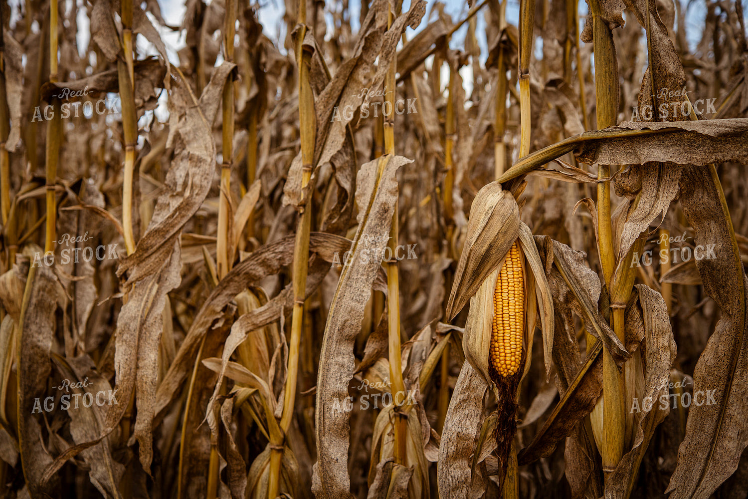 Dried Ear of Corn 268183