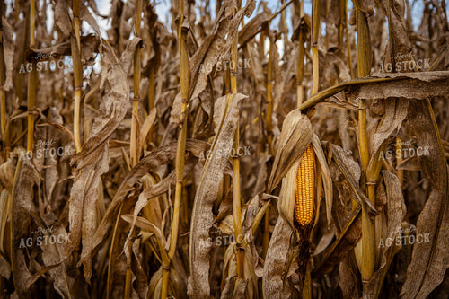Dried Ear of Corn 268183
