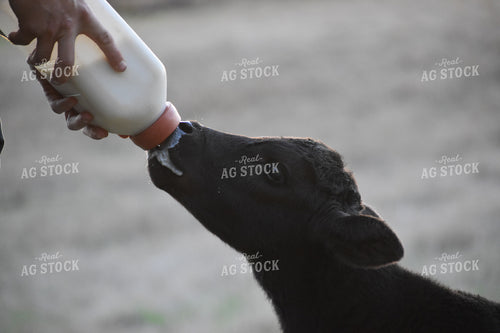 Bottle Feeding Calf 112014