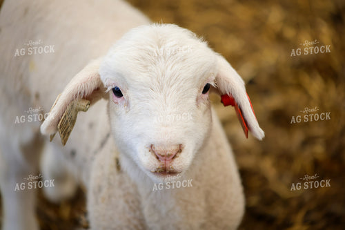 Lamb 84289