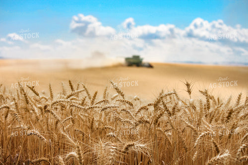 Wheat Harvest 188068