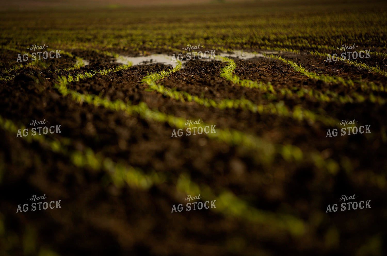 Early Growth Corn in Wet Soil 5539