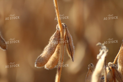 Dried Soybean Pods 82093