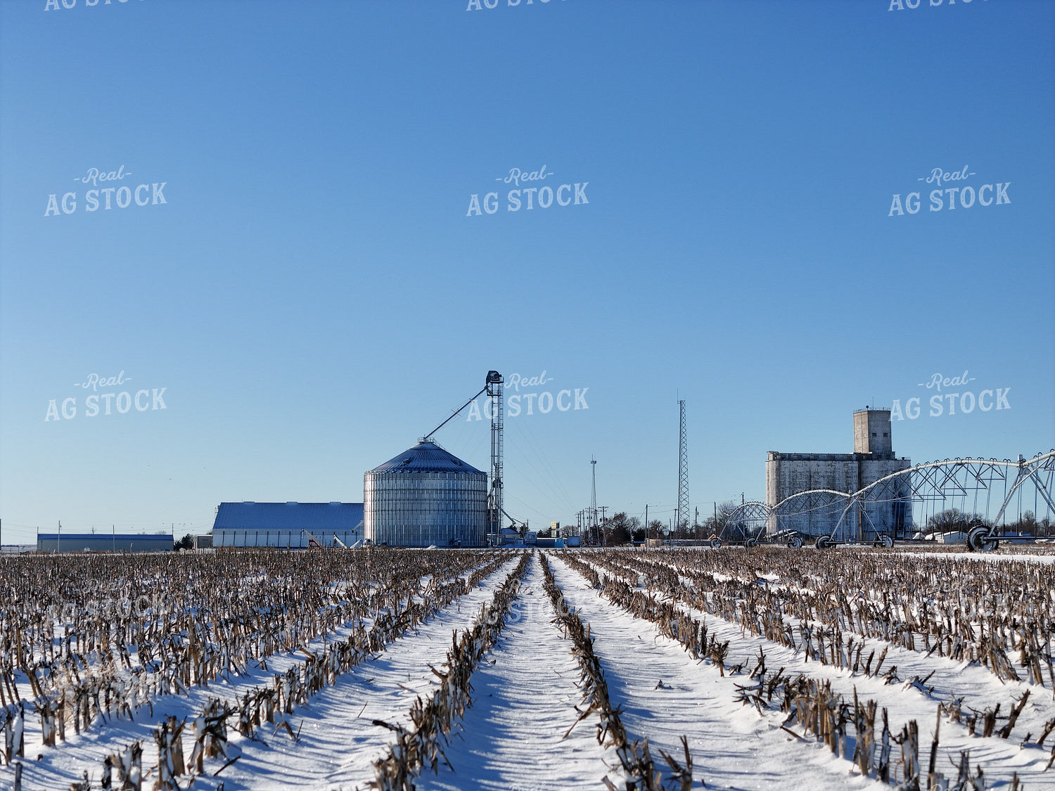 Snowy Corn Stalks 239475