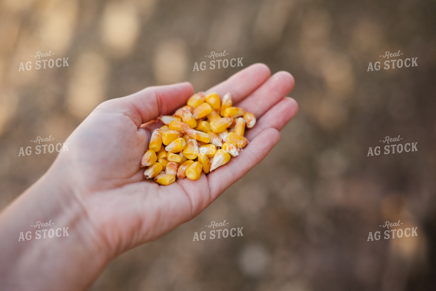 Corn Kernels 137096