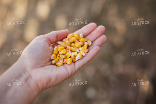 Corn Kernels 137096
