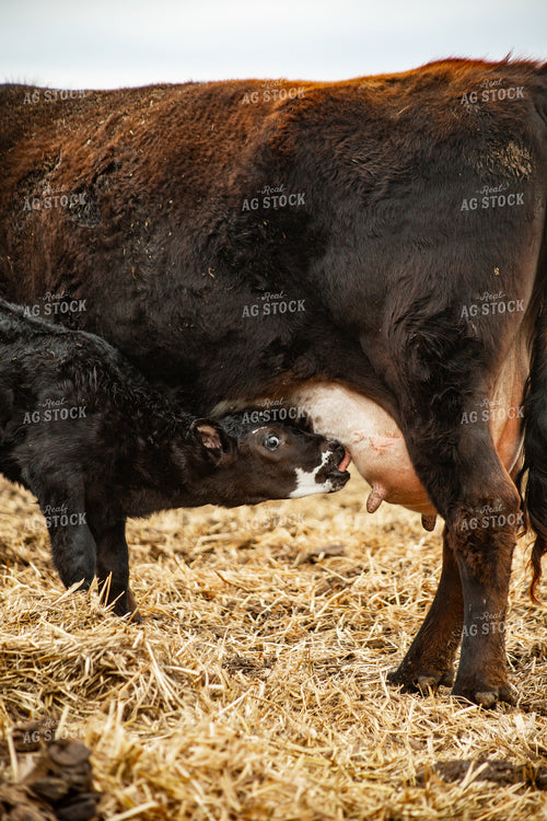 Cow Calf Pair Nursing 155679