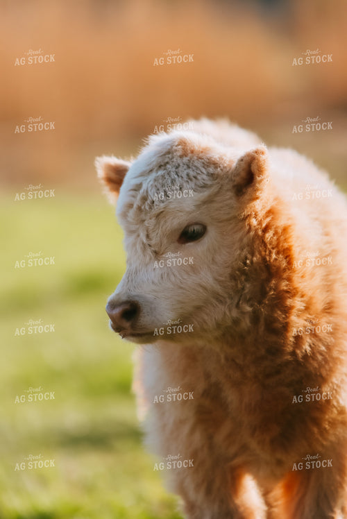 Highland Cattle 83059