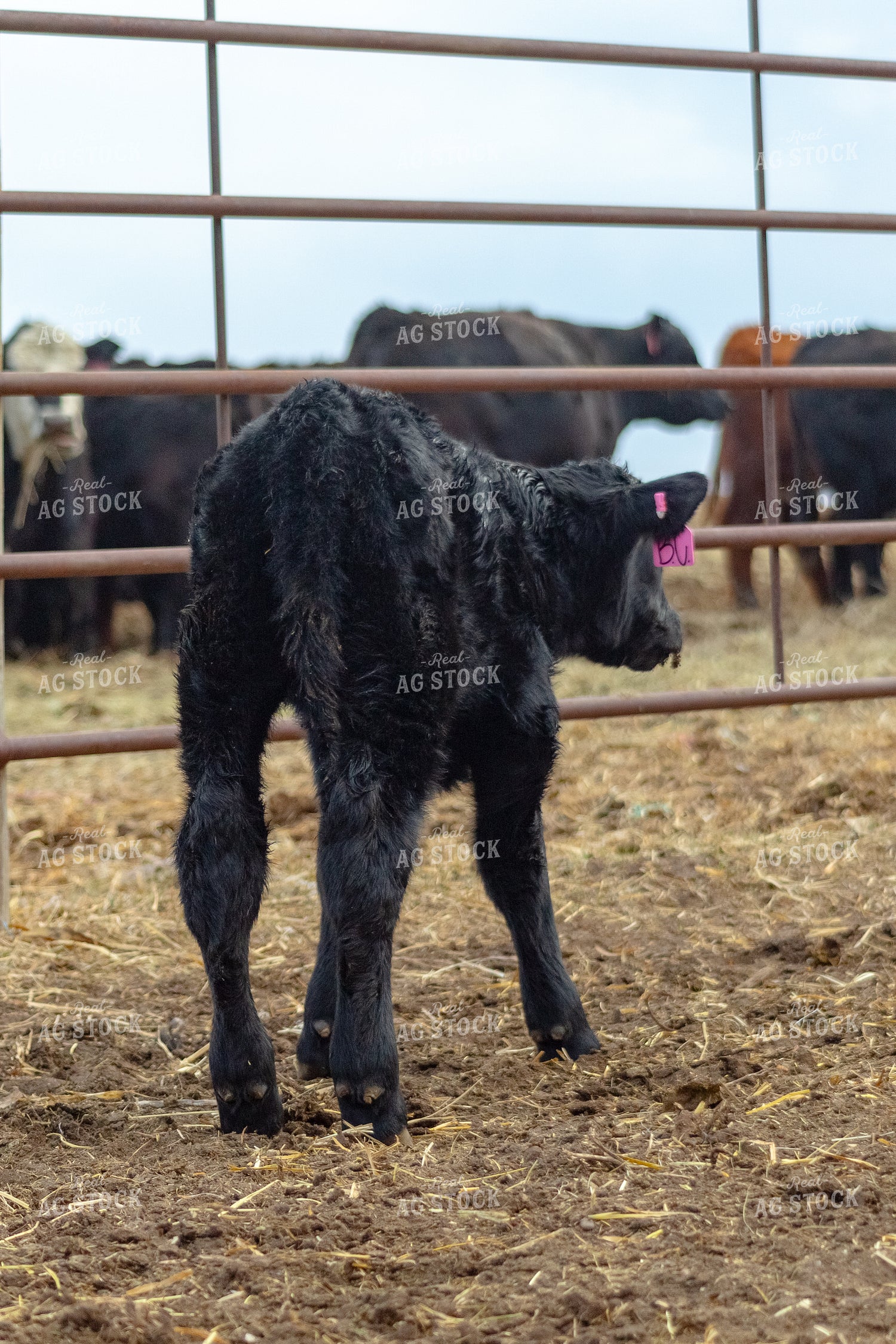 Calf 155350