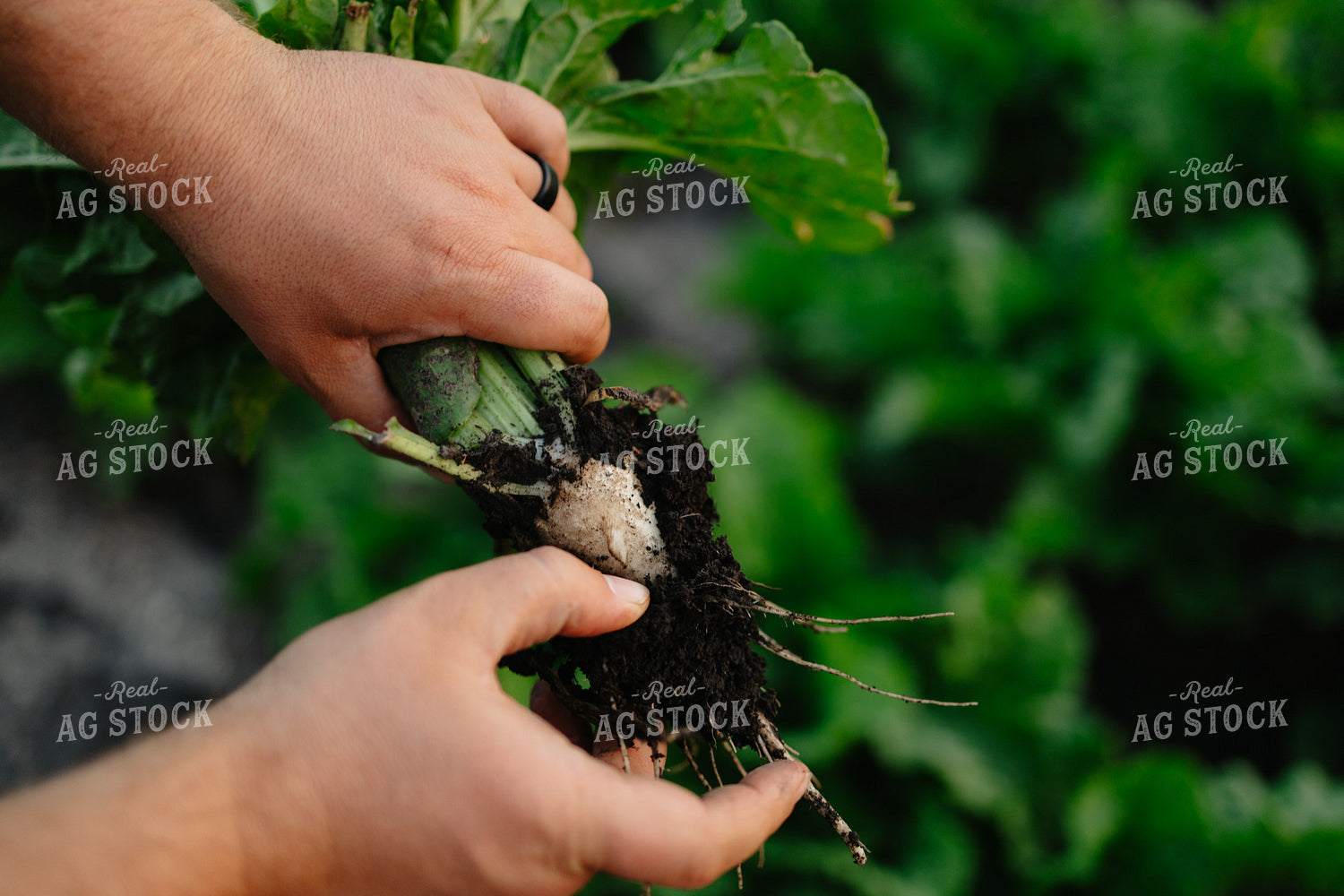 Checking Sugar Beets 204032