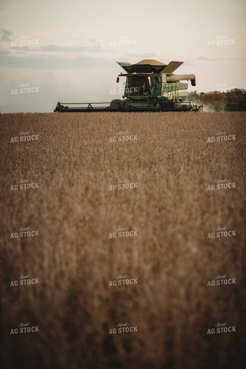 Combine Harvesting Soybeans at Sunset 3477